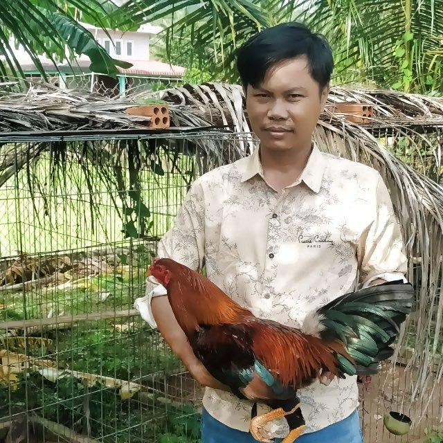 បងឆាយ បក្សីប្រយុទ្ធ