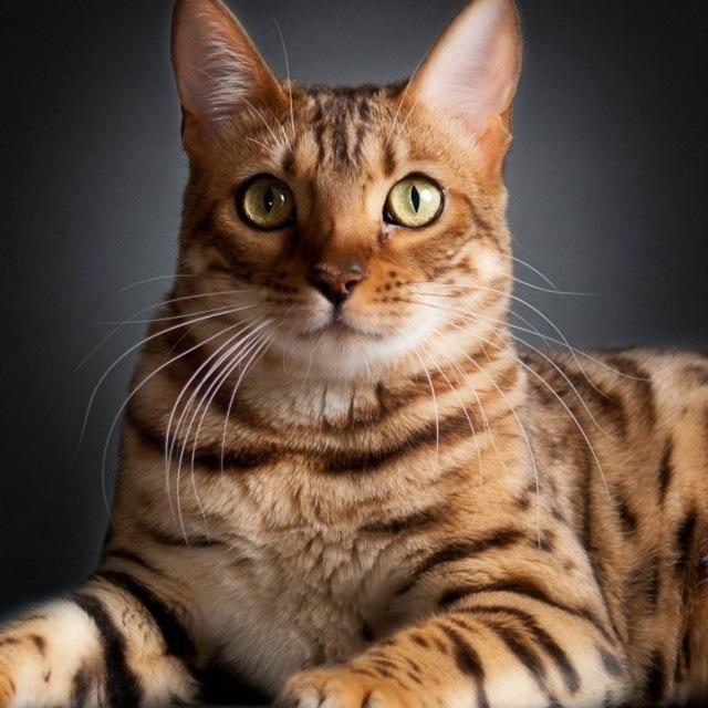 КОШКИ КОТЯТА В ДАР. Ташкент
