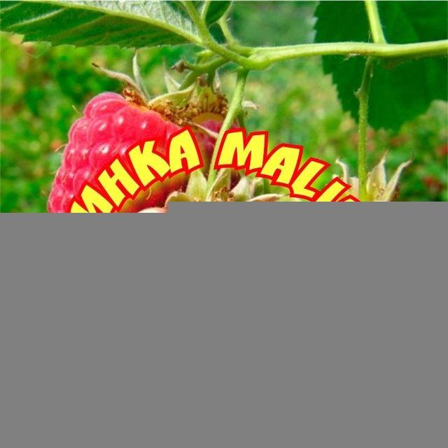 Галинка Malinka 🍓