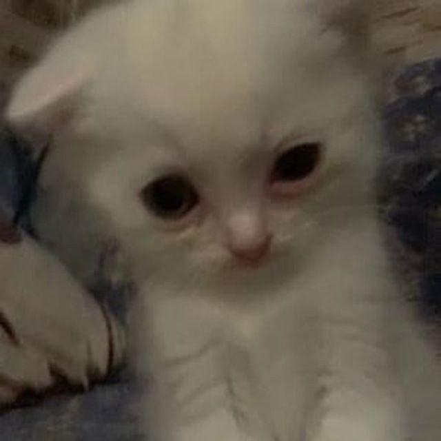 чернильная норка Ли 🐾🐾