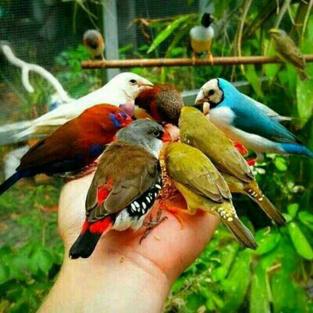 گوناگون