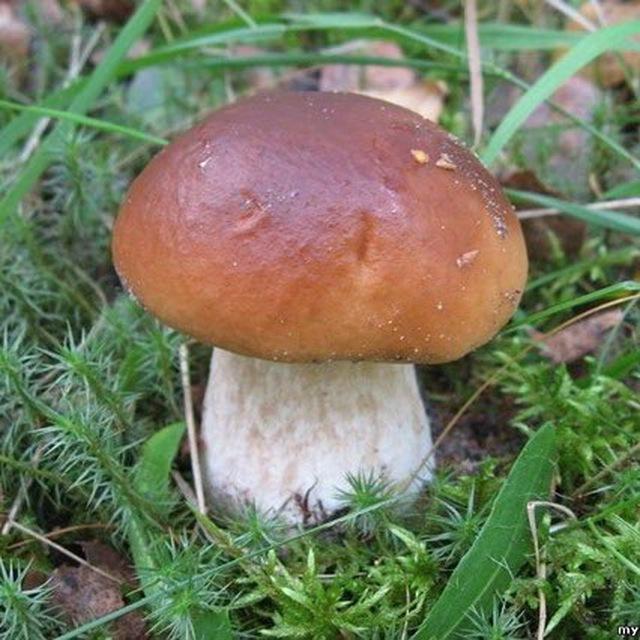 Грибы СПб и Ло🌲⛺️🌳🍄🦔