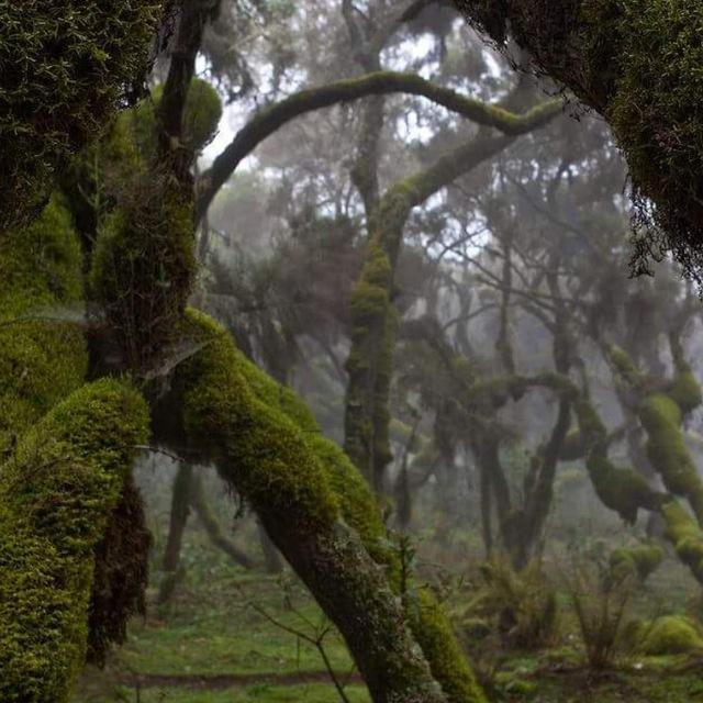 Ethiopian Environmental protection advocates🌳🌍💦