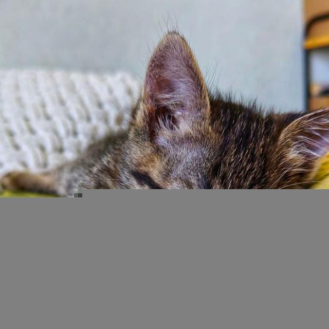 Дай Пять 🐾🐾🐾🐾🐾