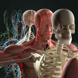 HUMAN BODY