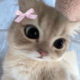 ` 𝐊𝐞𝐭𝐞 🎀.