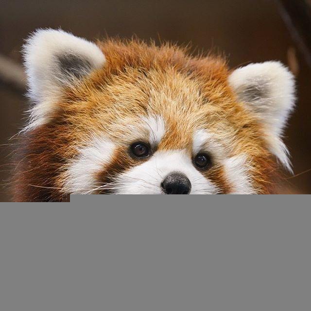Daily Dose of Red Panda