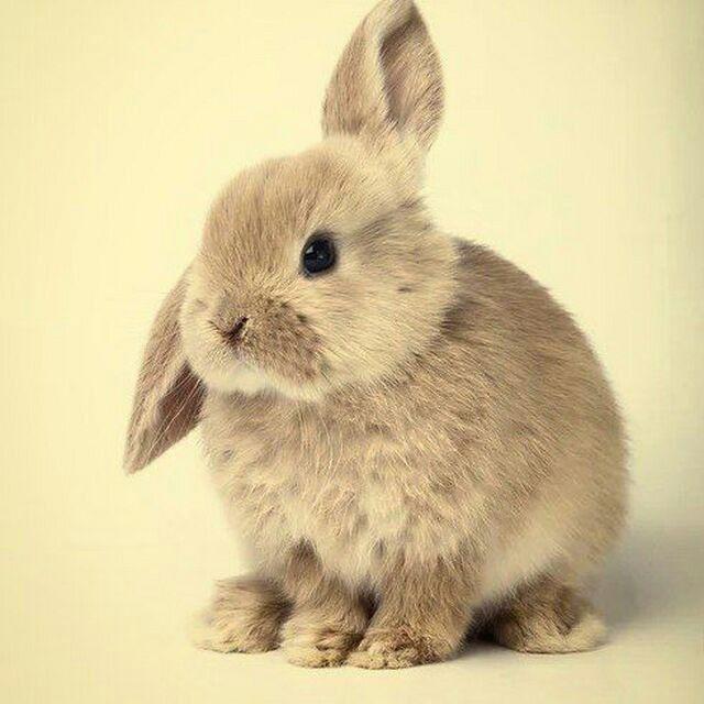 🐇𝙉𝘼𝙈𝘼𝙉𝙂𝘼𝙉 𝙌𝙐𝙔𝙊𝙉 𝘽𝙊𝙕𝙊𝙍𝙄🐇