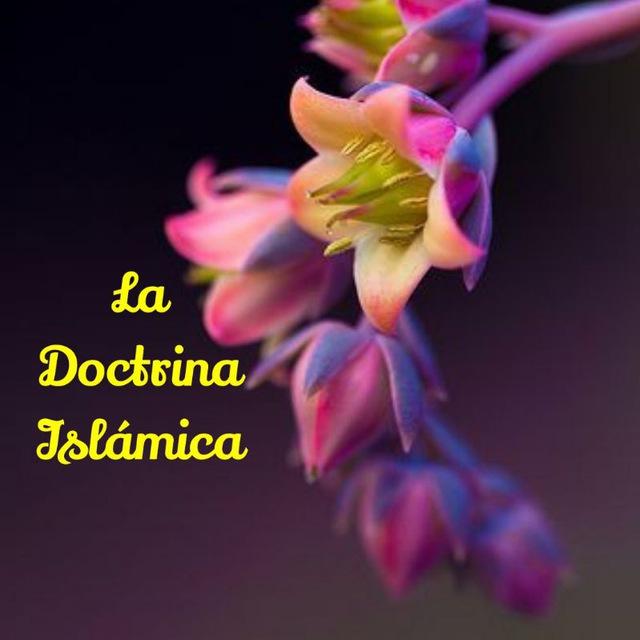 🌼⁦☘️⁩La Doctrina Islámica⁦☘️⁩🌼