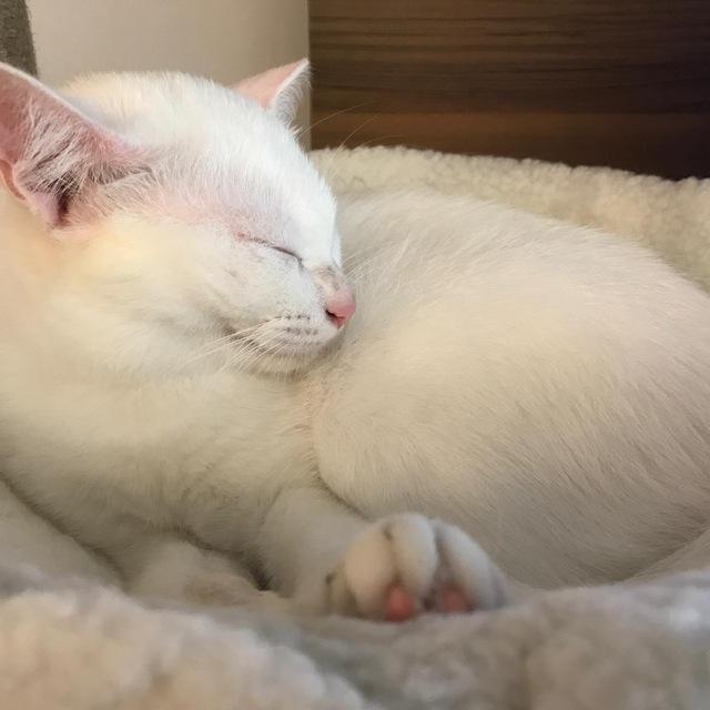 Sg Cats public discussion