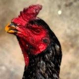 Узбекистан хуроз ишкивозлари