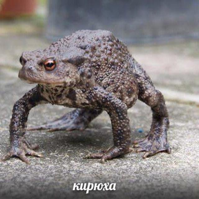 Чаты