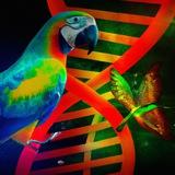 Bio ගිරවා