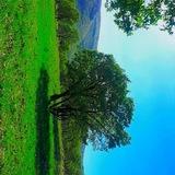 rivar_shoow7184