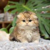EVCİL PET DÜNYASI🦮🐈🐈