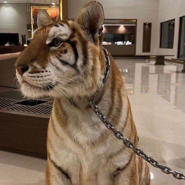 قوية 🐆💋
