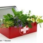 Herbs and Healing