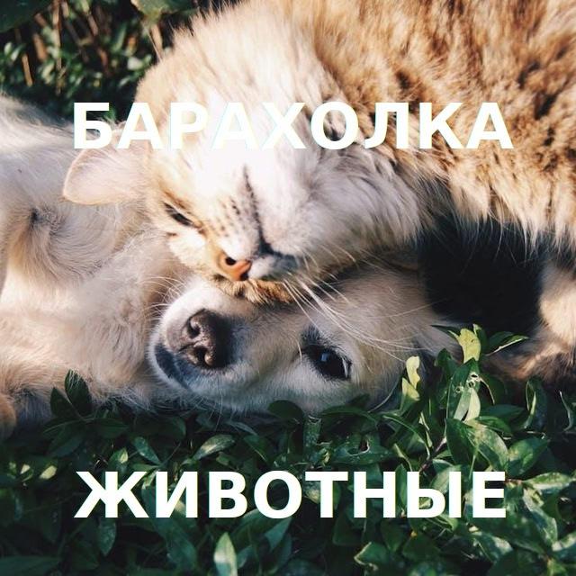 Барахолка Животные Грузия даром