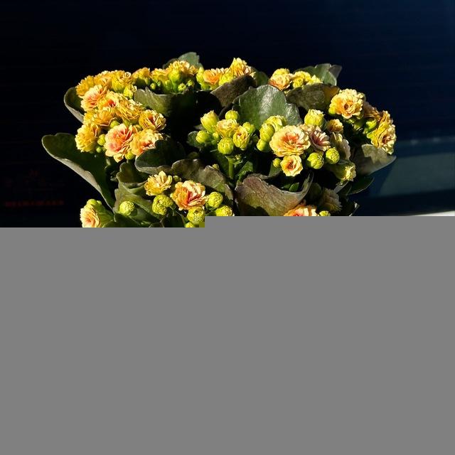 دیْوٰانِه چُو دیْوٰانِه بِبینَدٰ خُوشَشْ آیَدْ