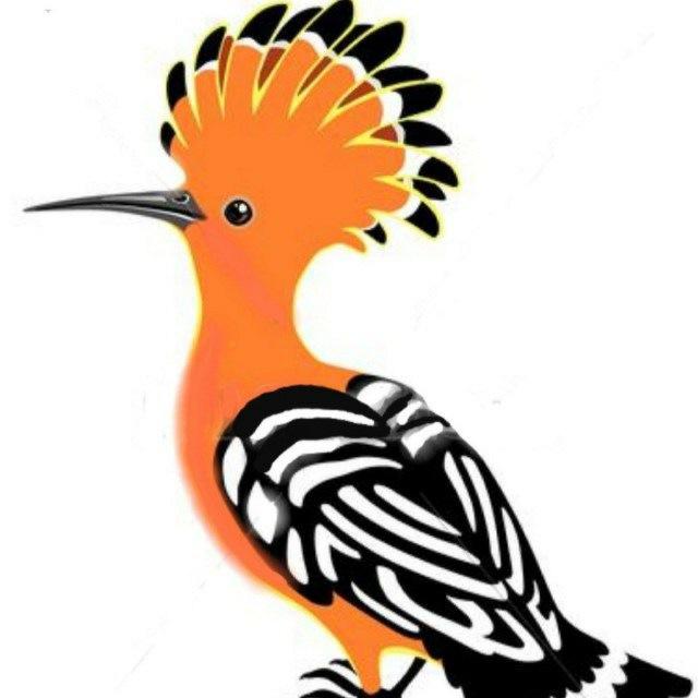 هدهد آزادی