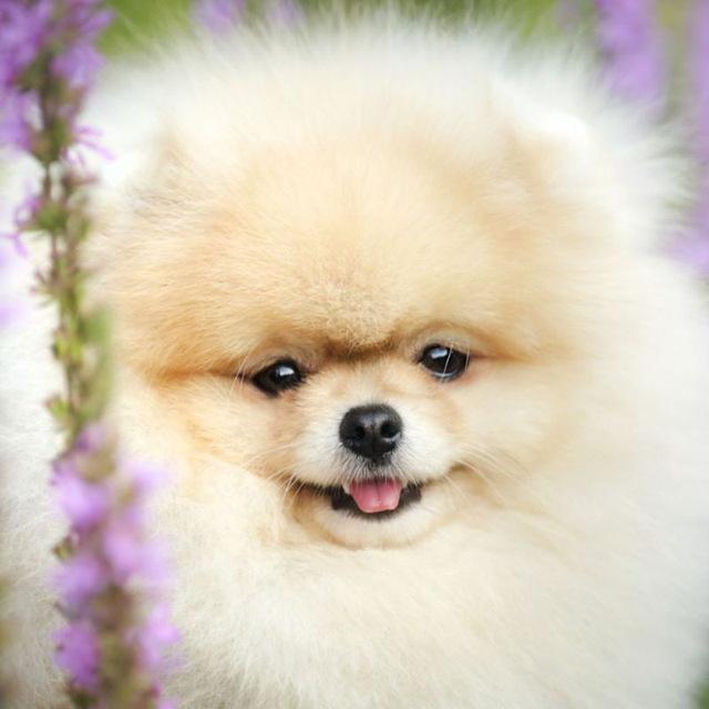 Померанский шпиц, щенки 🐾 Питомник Той Таун