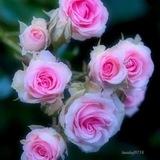 💞پندانه💞