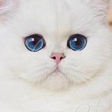 VIVA VOGUE CAT