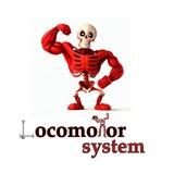 Locomotor System