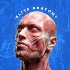 Elite Anatomy 💀