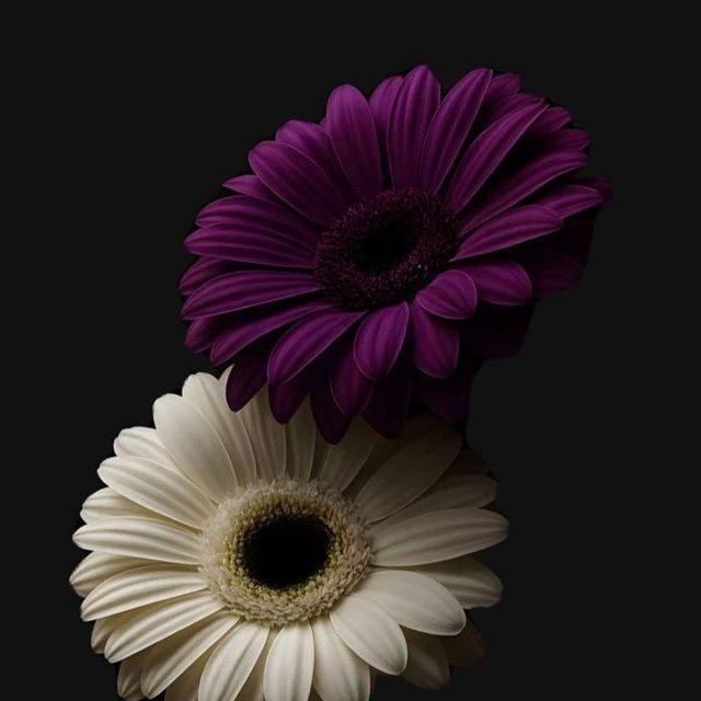 شـغـف 🪻💜