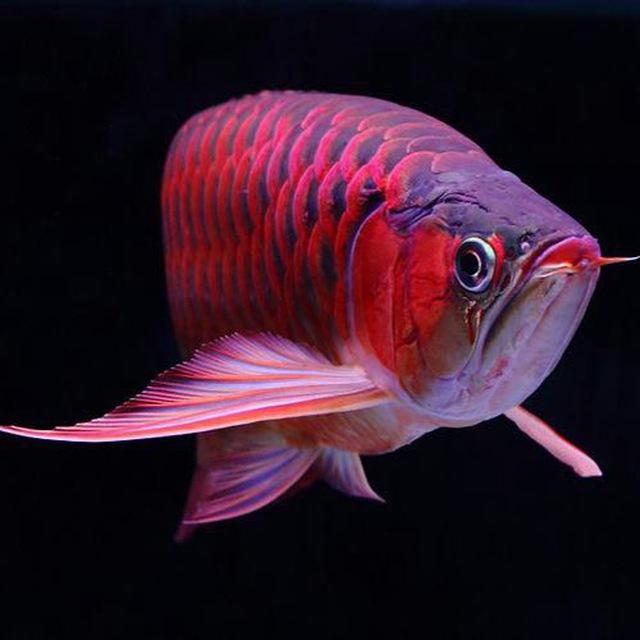 好多鱼水族馆🐬🦜🐊🐸🦔🐿️🐇🐢🦞🐡888 Lucky aquarium