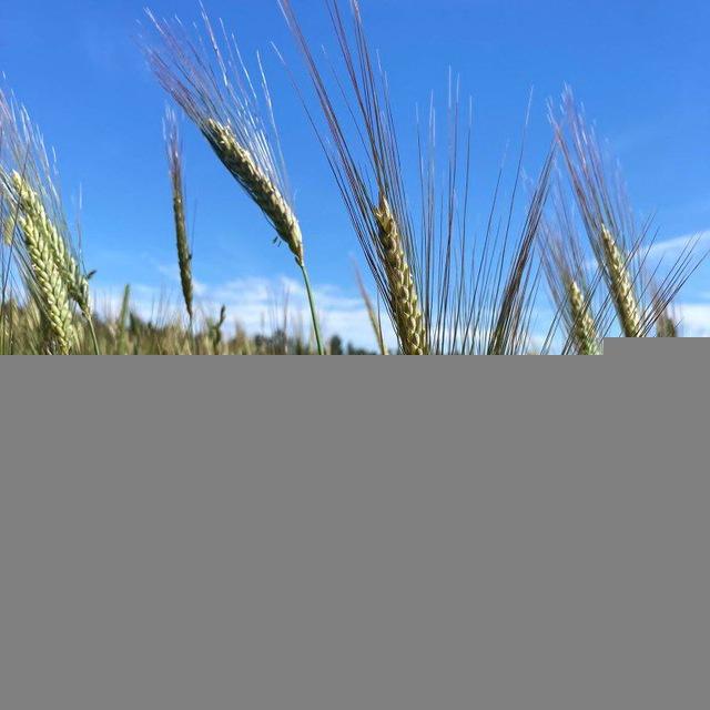 Landwirtschaftsamt Telegram-Service