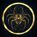 Spider Wealth