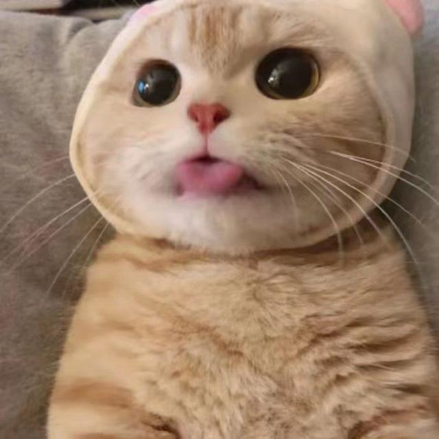 辞轩小窝