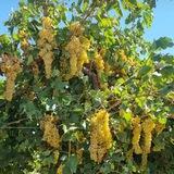 سوکهریز