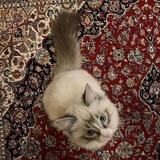 چای