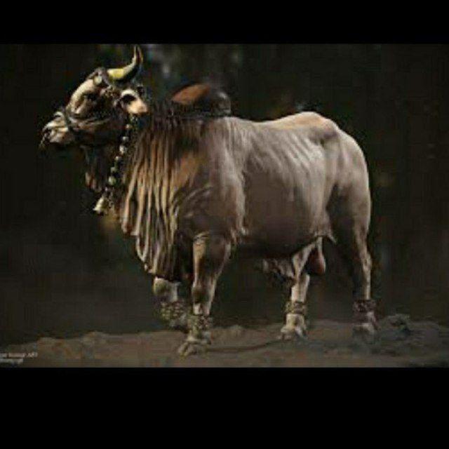 NANDI THE BULL🐂