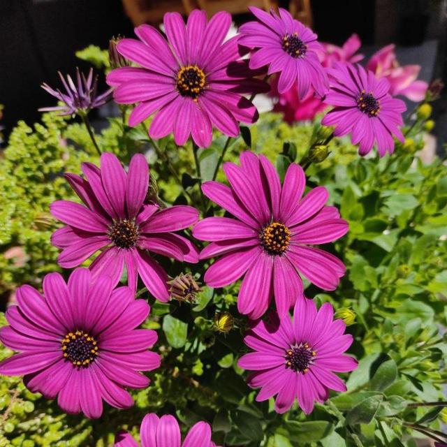 آوای بنفش