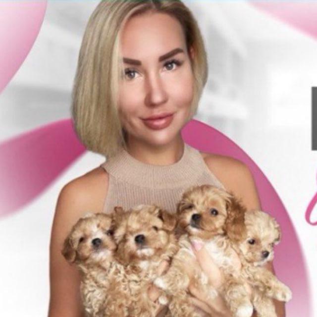 Мальтипу , Тедди пудель , Maltipoo Чат