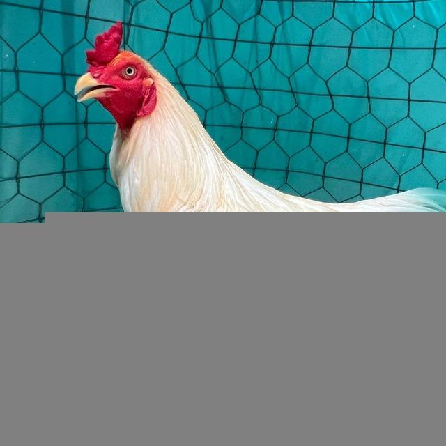 កូនបង្កាត់ស្រុកស្រែ 88M🐓
