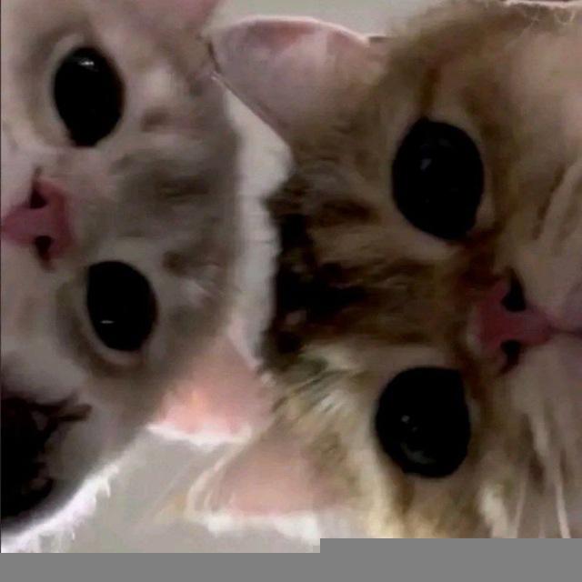 kisŝ
