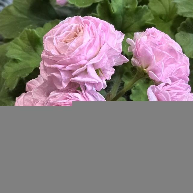 Дневник цветоголика🌺🌺🌺