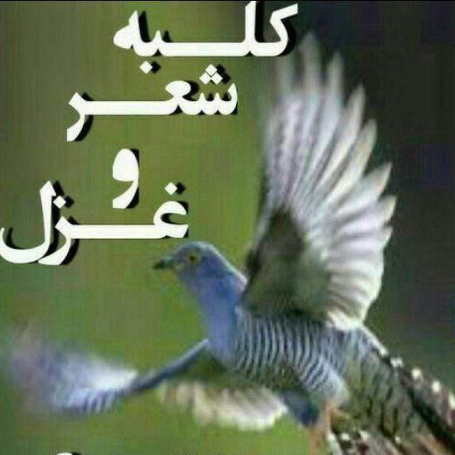 کلبه شعر و غزل🕊