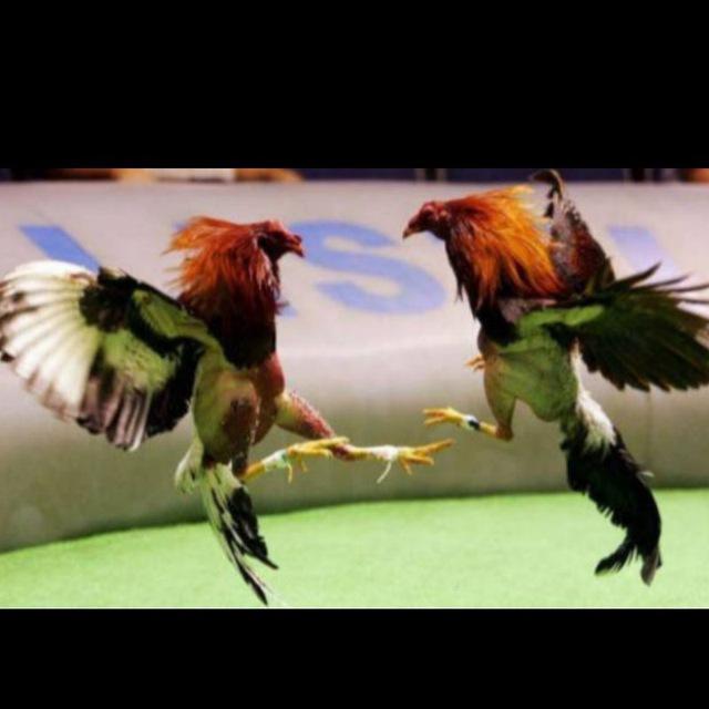 Peleas de Gallos Panamá