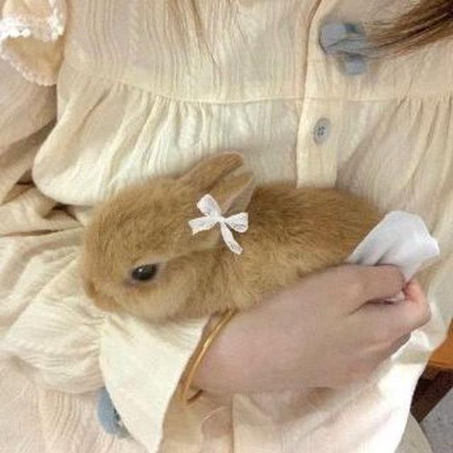 Soft Chaoᯓᡣ𐭩