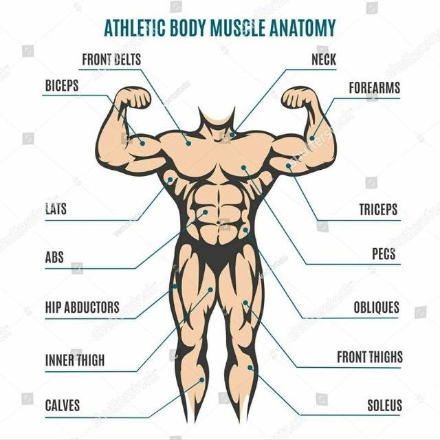 Muscle Morphology