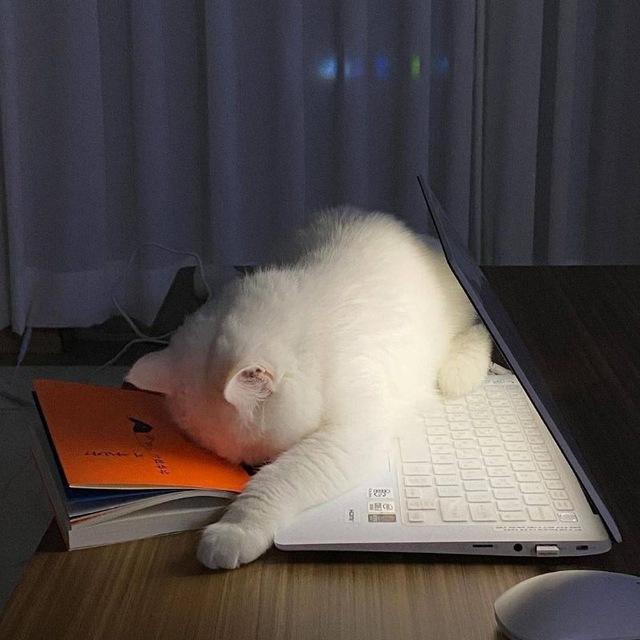 喵📚读