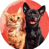 Кошечки & Собачки🐈🐶