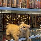 - كُل مَن عَليها فَان .