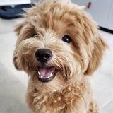 Maltese_maltipoo_poodletoy